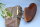 Buchs-Kinnhalter "Teka" für Violine, Elgandal-Serie