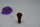 Buchs-Endknopf mit Buchs-Pin "Elgandal" Violine