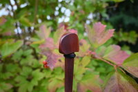 Pflaumenwirbel Cello "Lindstedt" mit Ebenholzring, Hill-Modell