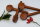 Buchswirbel Violine "Elgandal", Schweizer Modell
